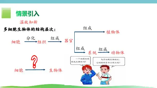 人教版生物七年级上册1.3.4《单细胞生物》课件