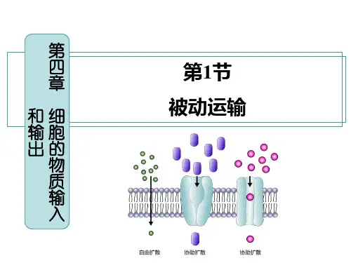 4-1被动运输课件-高一上学期生物人教版(2019)必修1