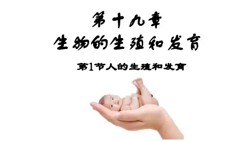 人的生殖和发育ppt课件
