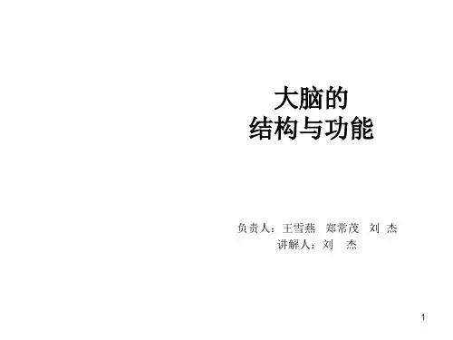 大脑的结构与功能ppt课件