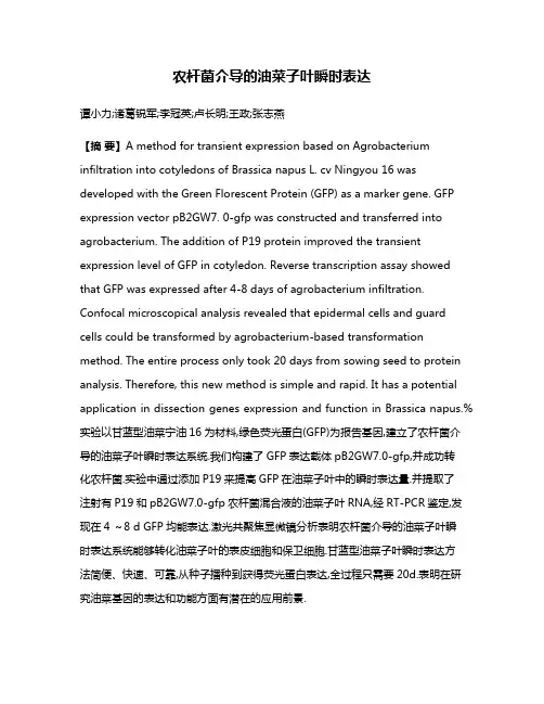 农杆菌介导的油菜子叶瞬时表达