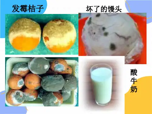 生物人教版八年级(上册)5.4.1细菌和真菌的分布(27张)(2024版新教材)