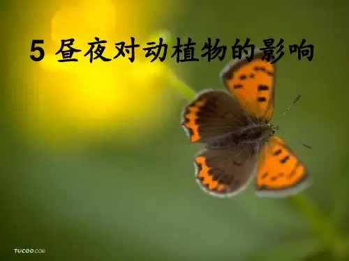 小学科学苏教版五年级上册《昼夜对动植物的影响》 ppt课件