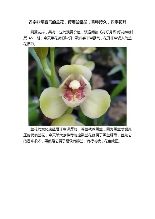 名字非常霸气的兰花，荷瓣兰铭品，香味持久，四季花开