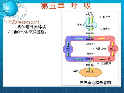 《生理学课件呼吸》PPT课件