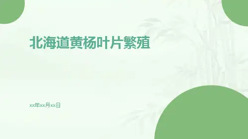 北海道黄杨叶片繁殖