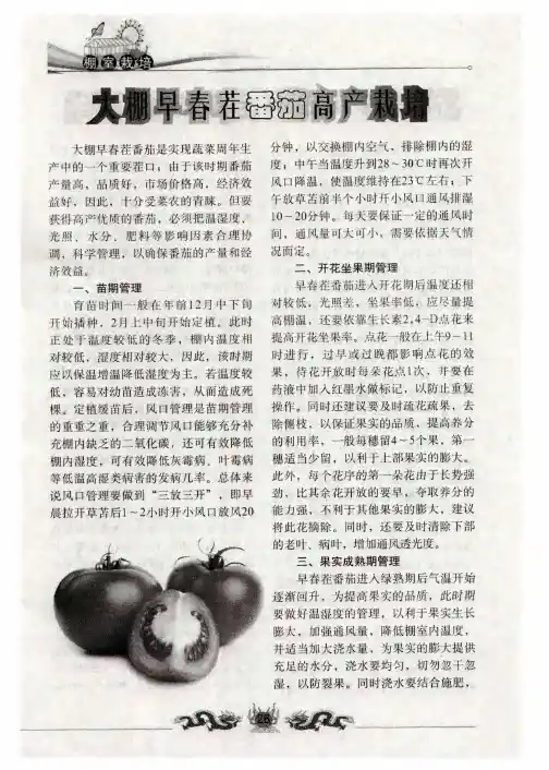 大棚早春茬番茄高产栽培