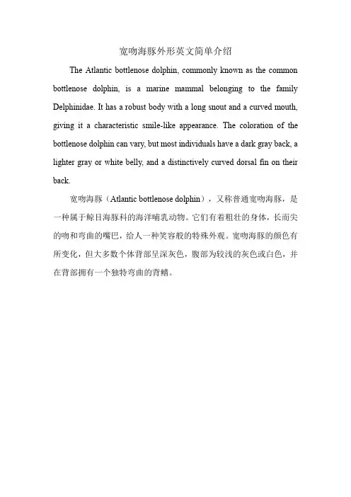 宽吻海豚外形英文简单介绍