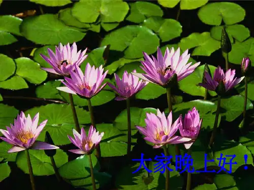 《颅脑断面解剖》