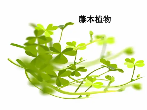 花卉鉴赏藤本植物
