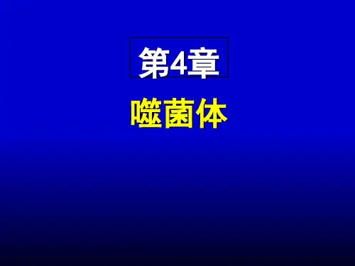 医学微生物学第04章 噬菌体