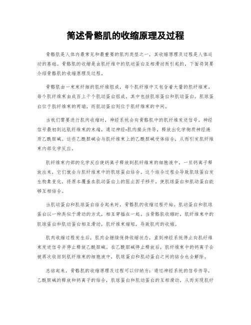 简述骨骼肌的收缩原理及过程