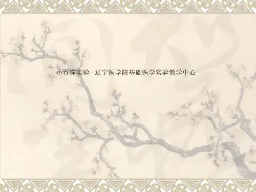小吞噬实验 - 辽宁医学院基础医学实验教学中心