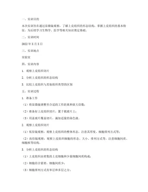 上皮组织的观察实训报告