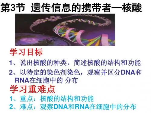 高中生物必修一第二章第三节遗传信息的携带者核酸(共15张PPT)