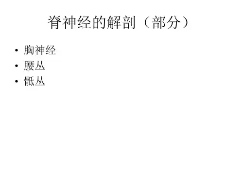 脊神经(胸神经、腰丛、骶丛)