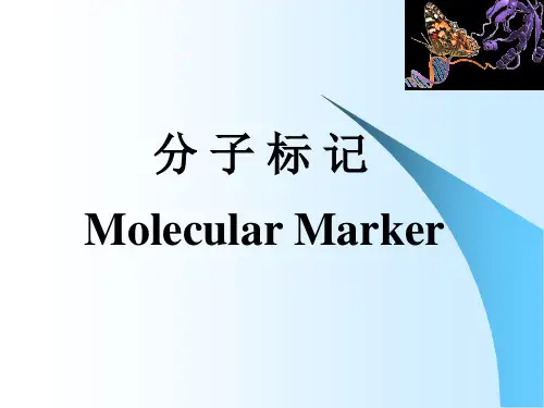 分子标记
