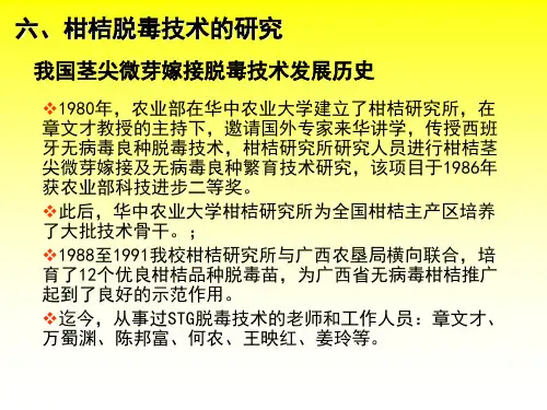 柑橘脱毒技术