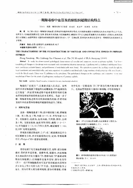 一期梅毒疹中血管及结缔组织超微结构特点
