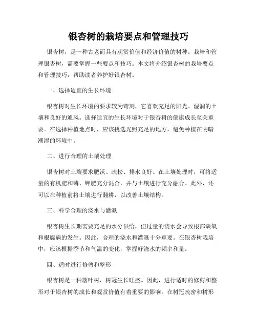 银杏树的栽培要点和管理技巧