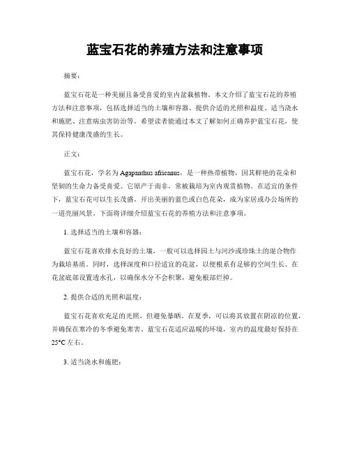 蓝宝石花的养殖方法和注意事项