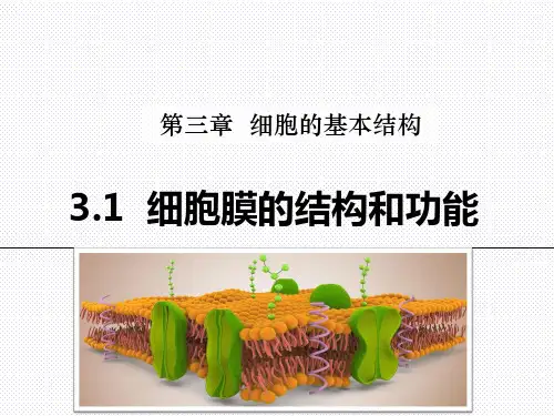 【课件】细胞膜的结构和功能课件2022-2023学年高一上学期生物人教版必修1