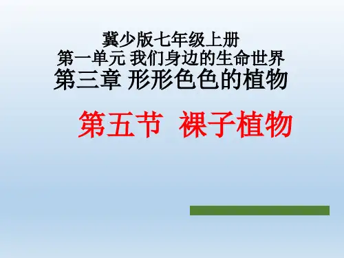 裸子植物  课件  2021-2022学年冀少版七年级生物上册