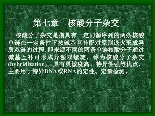 核酸杂交