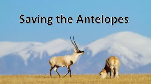 高中英语《B5M6 Saving the antelopes》优质教学课件