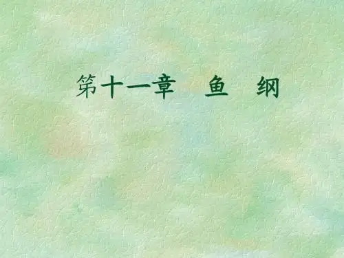鱼  纲