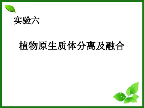实验六_植物原生质体分离及融合
