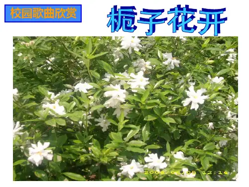 花开应有时PPT课件