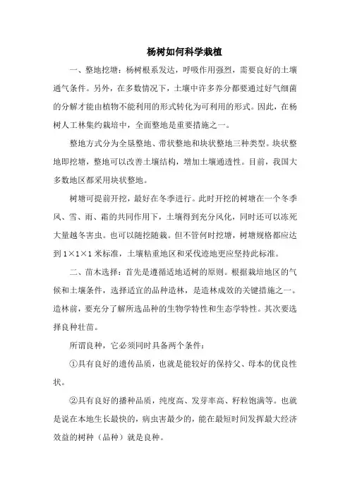 杨树如何科学栽植