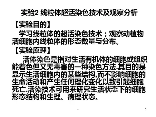 实验二-线粒体超活染色技术及观察PPT课件