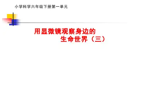 六年级下册科学 用显微镜观察身边的生命世界(三)
