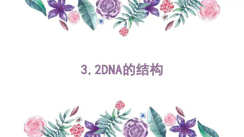 3-2DNA的结构(课件)高中生物人教版(2019)必修二