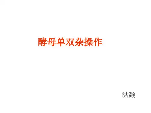 酵母双杂