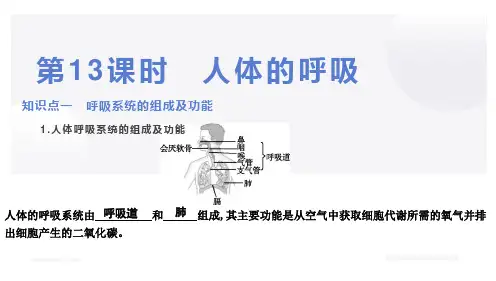 第13课时 人体的呼吸
