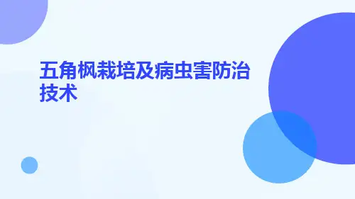 五角枫栽培及病虫害防治技术