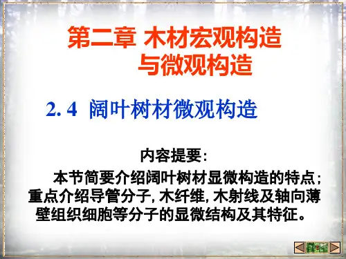 微观构造-阔叶材
