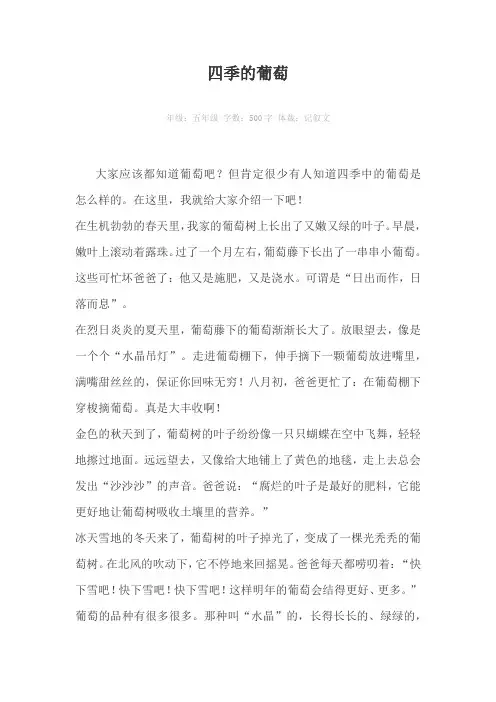 四季的葡萄500字作文