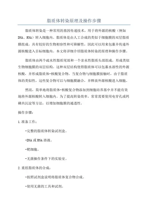 脂质体转染原理及操作步骤