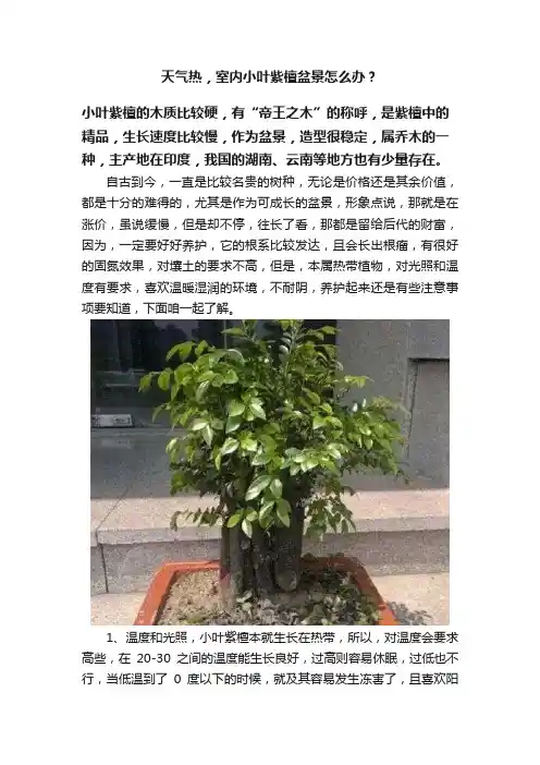 天气热，室内小叶紫檀盆景怎么办？