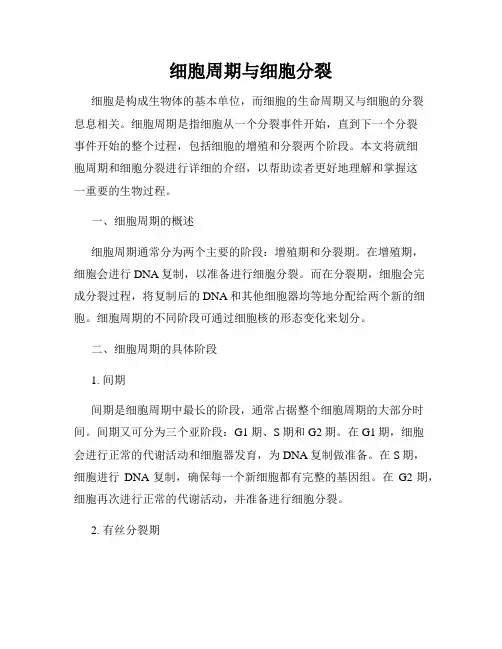 细胞周期与细胞分裂
