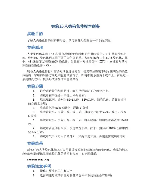 实验五-人类染色体标本制备