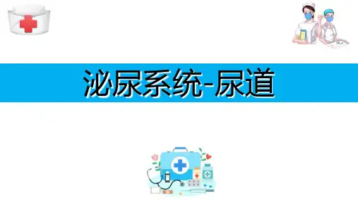 泌尿系统—尿道(人体解剖学课件)