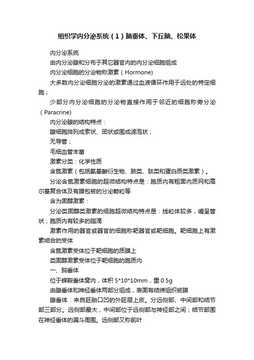 组织学内分泌系统（1）脑垂体、下丘脑、松果体