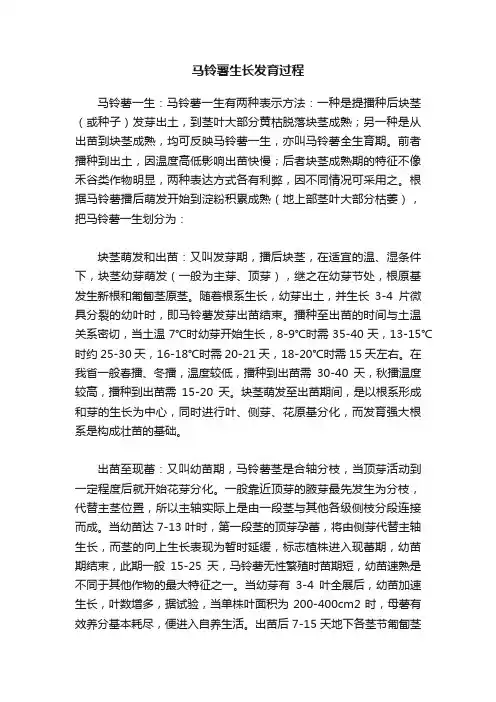 马铃薯生长发育过程