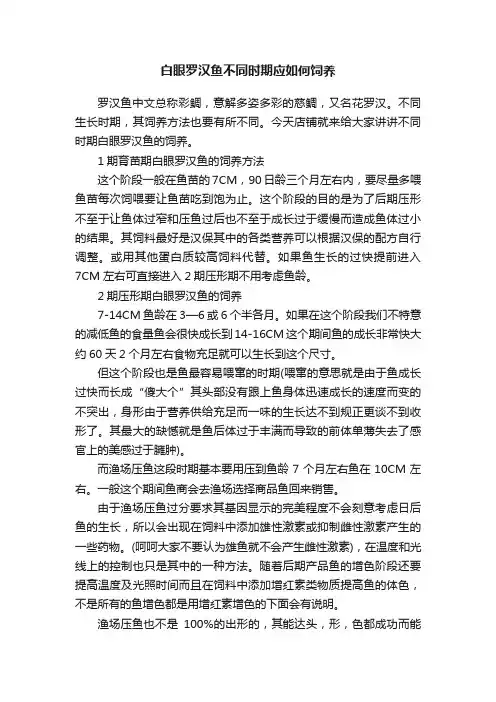 白眼罗汉鱼不同时期应如何饲养