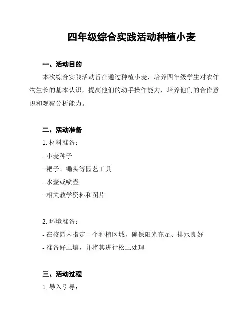 四年级综合实践活动种植小麦